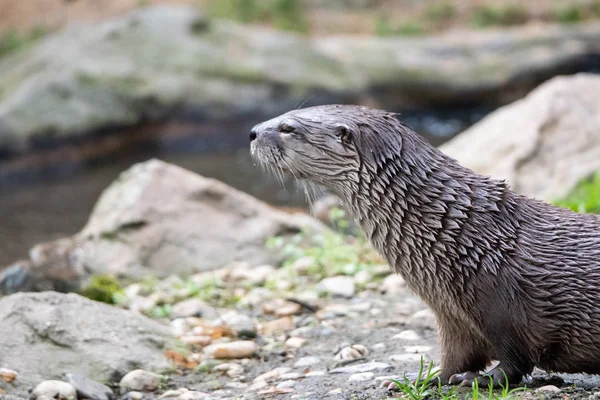 Loutre humide assise sur la rive de la rivière — Photo