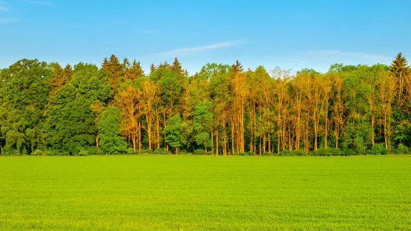 Zielone pole wiosny w słoneczny dzień. Zdjęcie panoramiczne — Zdjęcie stockowe