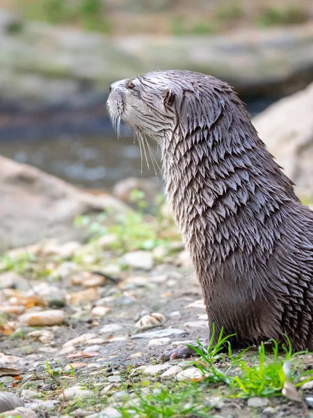 Wet otter sitting on the river bank — Stock Photo, Image