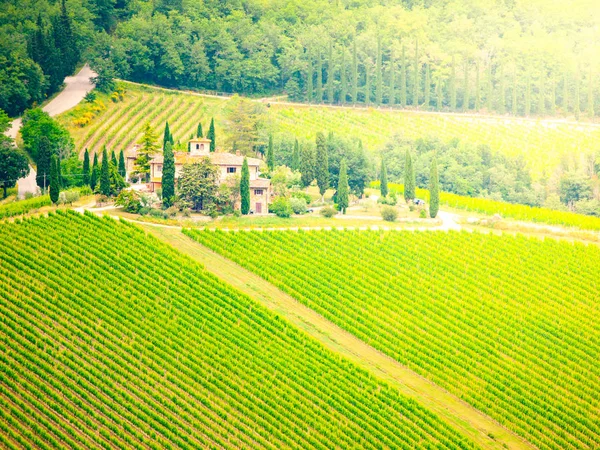 Green vineyards of Chianti. Sunny day in beautiful Tuscan landscape, Italy — Stock Photo, Image