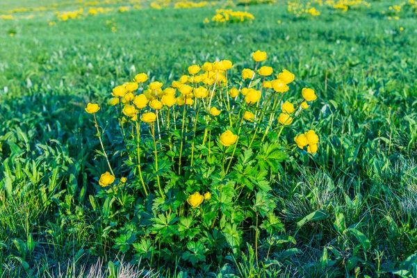 Un mazzo di fiori gialli, Trollius europaeus. Primavera nelle montagne di Jizera, Repubblica Ceca — Foto Stock