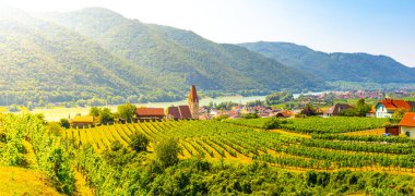 Sunny day in Wachau Valley. Landscape of vineyards and Danube River at Weissenkirchen, Austria clipart
