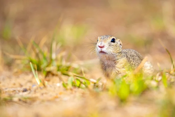 Europese grondeekhoorn, Spermophilus citellus, aka European souslik. Kleine schattige knaagdier in natuurlijke habitat — Stockfoto