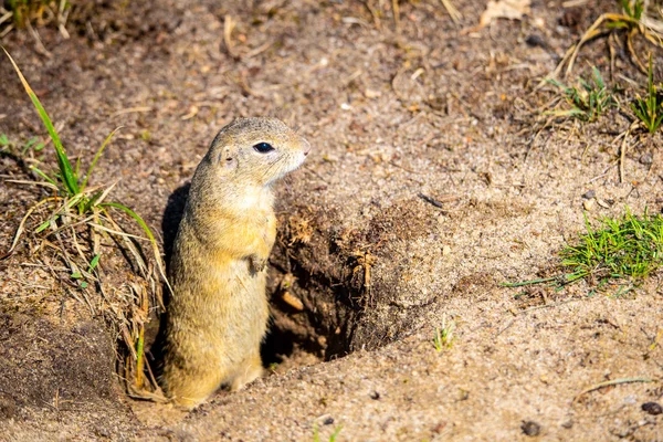 Spermophile européen, Spermophilus citellus, alias souslik européen. Petit rongeur caché dans le terrier — Photo