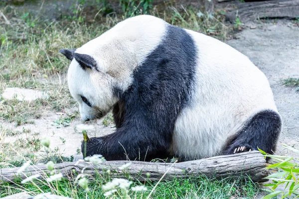 Riesenpanda frisst Bambussprossen und sitzt auf dem Boden — Stockfoto