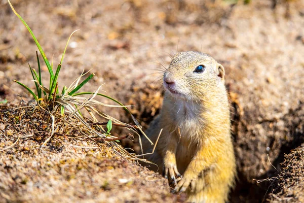 Stock image European ground squirrel, Spermophilus citellus, aka European souslik. Small rodent hidden in the burrow