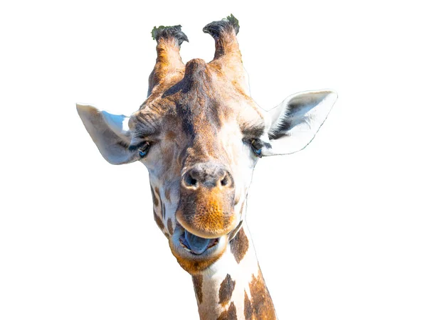 Tête de girafe isolée sur fond blanc. Portrait d'animal sauvage — Photo