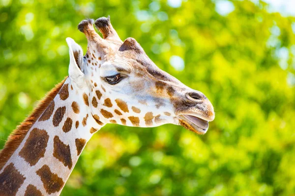 Gros plan sur la tête de girafe. Vue fatiguée de la faune africaine — Photo