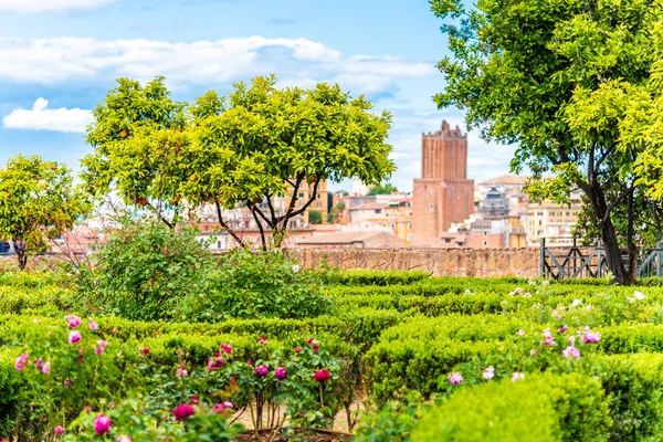 罗马论坛花园的小桔树，罗马，意大利 — 图库照片