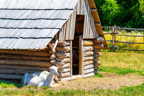 Белый козел в старом деревянном сарае — стоковое фото