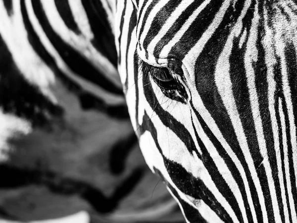 Portret z bliska Zebra. Szczegółowa głowica widoku z paskami — Zdjęcie stockowe