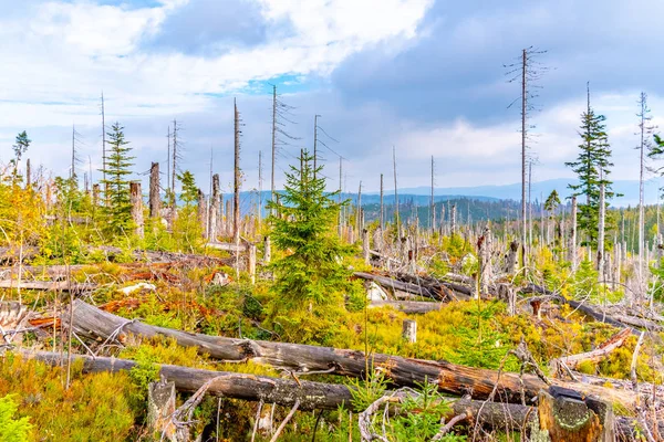 Devasted forest in cause of bark beetle infestation. Sumava National Park and Bavarian Forest Stock Photo