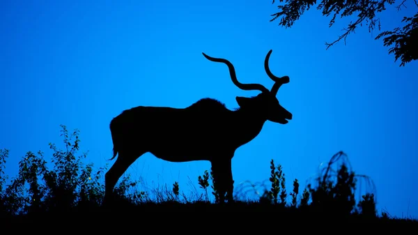 Toro Kudu silhouette scura di notte. antilope africana con tipiche corna contorte — Foto Stock