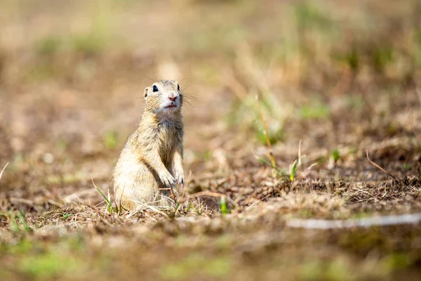 Europese grondeekhoorn, Spermophilus citellus, aka European souslik. Kleine schattige knaagdier in natuurlijke habitat — Stockfoto