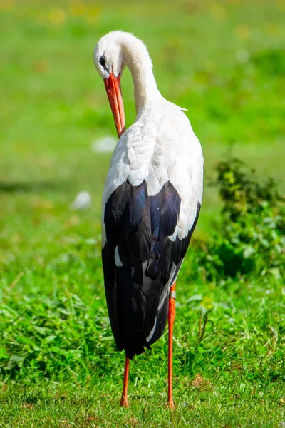 Bílý čáp, Ciconia ciconia, stojící na louce — Stock fotografie