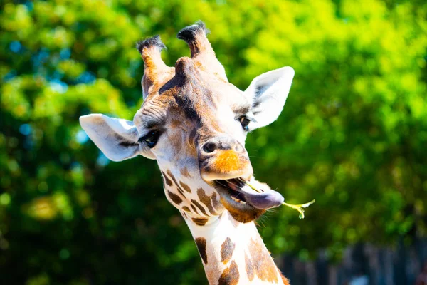 Portrait of giraffe with long tongue chewing small twig from tree — Stock Photo, Image