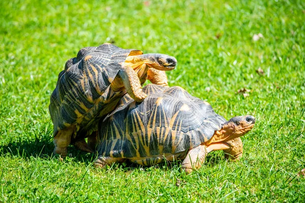 Casal de tartarugas acasalando na grama — Fotografia de Stock