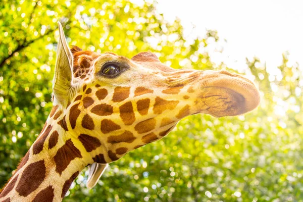 Giraffe hoofd close-up. Deatiled uitzicht op Afrikaanse dieren in het wild — Stockfoto