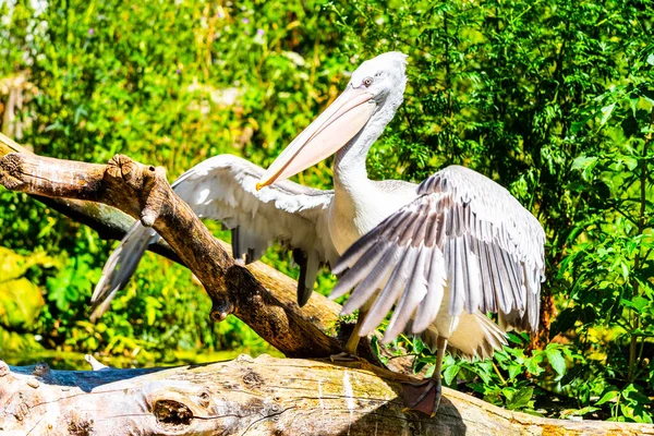 Pelikan sitzt mit ausgebreiteten Flügeln auf dem Ast — Stockfoto