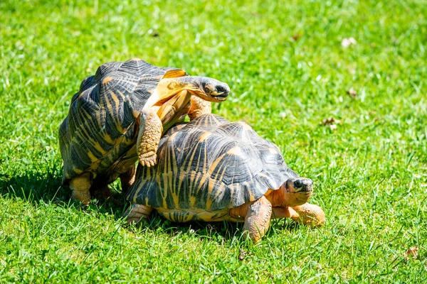 Casal de tartarugas acasalando na grama — Fotografia de Stock