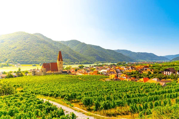 Sunny day in Wachau Valley. Landscape of vineyards and Danube River at Weissenkirchen, Austria — Stock Photo, Image