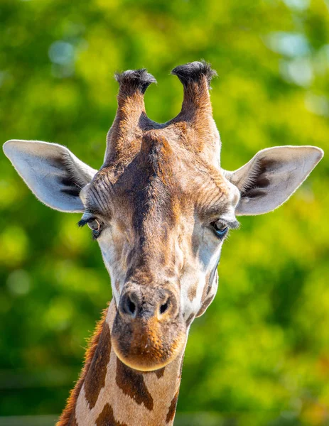 Жираф, крупным планом. Увядающий вид на африканскую дикую природу — стоковое фото