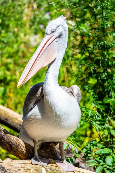 Пеликан с большим маячком, сидящий на ветке — стоковое фото