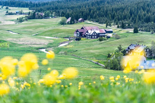 Sarı yerküre çiçekleri çayırı, Çek Cumhuriyeti 'nin Jizerka köyündeki Trollius europaeus — Stok fotoğraf