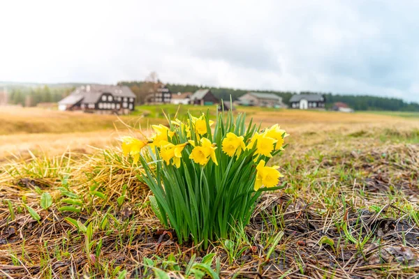 Narcisse jaune sauvage sur la prairie de montagne. Village de Jizerka, Montagnes de Jizera, République tchèque — Photo