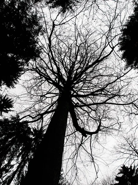 Branches d'arbres noirs entrelacées isolées sur fond de ciel blanc — Photo