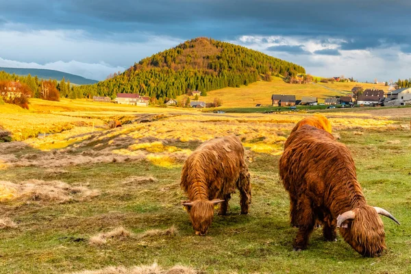 İskoçya sığırları. Arka planda Bukovec Dağı olan Jizerka köyünde İskoç kırsal sığır cinsi. Jizera Dağları, Çek Cumhuriyeti — Stok fotoğraf