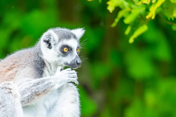 Ring-tailed lemur - endemic animal of Madagascar. Close-up portrait
