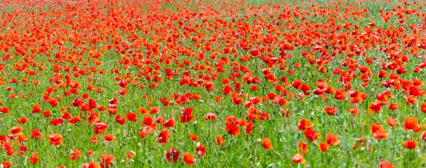 Campo de flores de amapola roja. Hermoso paisaje natural — Foto de Stock