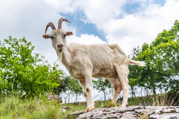 Cabra blanca y curiosa de pie sobre la roca. Mamífero de granja en el pasto — Foto de Stock