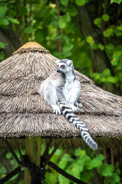 Ring-tailed lemur - endemic animal of Madagascar. Sitting on the roof
