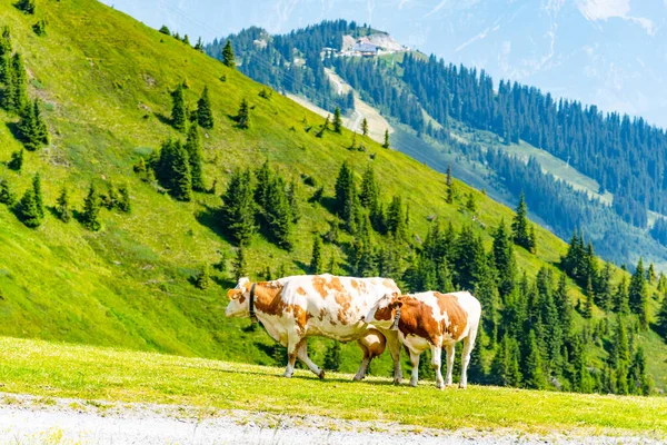 İnekler yemyeşil alp çayırlarında otluyor. Avusturya Alpleri, Avusturya — Stok fotoğraf