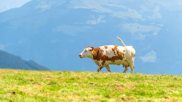 Vaca pastando en exuberantes prados alpinos verdes. Alpes austríacos, Austria — Foto de Stock