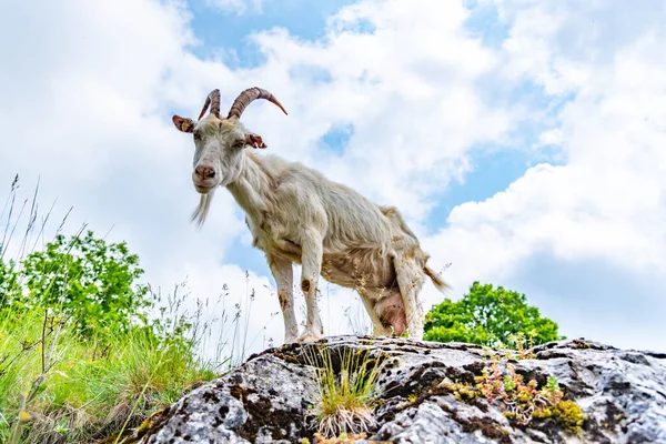 Vit nyfiken get står på klippan. Däggdjur på betesmark — Stockfoto