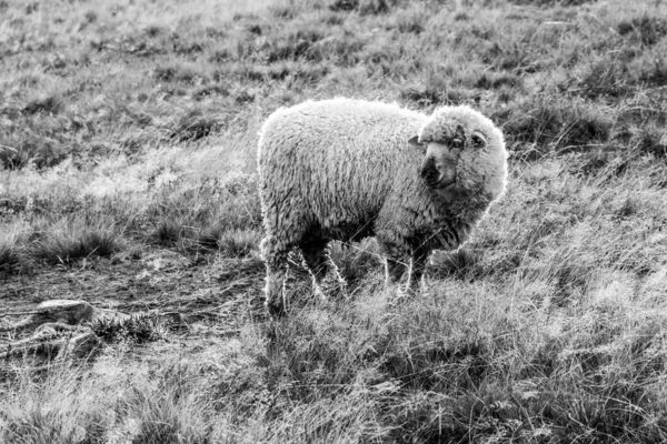 Sheep on a pasture. Mountain agricultural farming — Stock Photo, Image