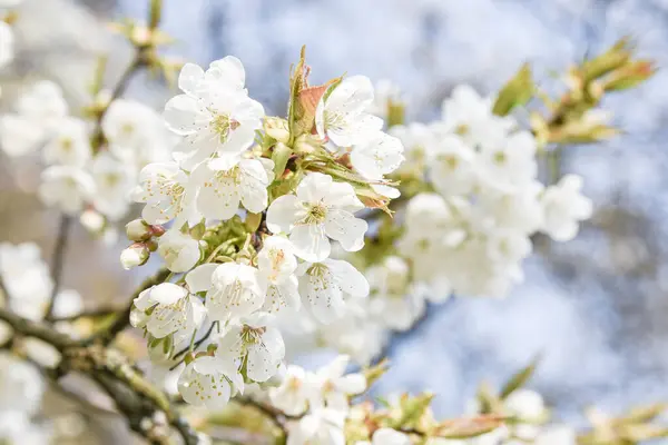 Vitt blommande körsbärsträd. Naturlig närbild fotografering. Vårens tema — Stockfoto