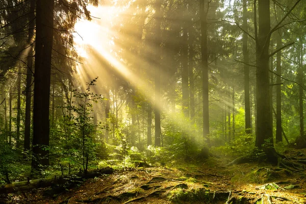 Manhã raios de nascer do sol na floresta th. Raios vibrantes de luz solar em florestas nebulosas — Fotografia de Stock
