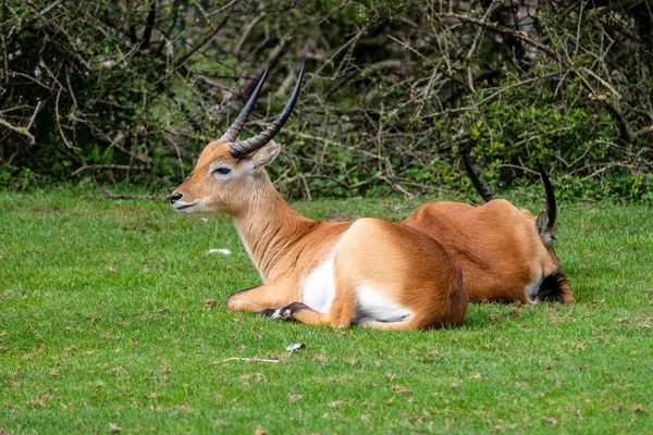 Sitatunga lub antylopa bagienna — Zdjęcie stockowe