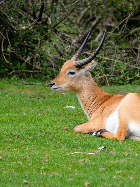 Sitatunga or marshbuck antelope — Stock Photo, Image