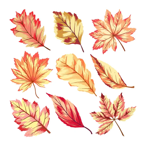 Herbstblättersammlung — Stockvektor