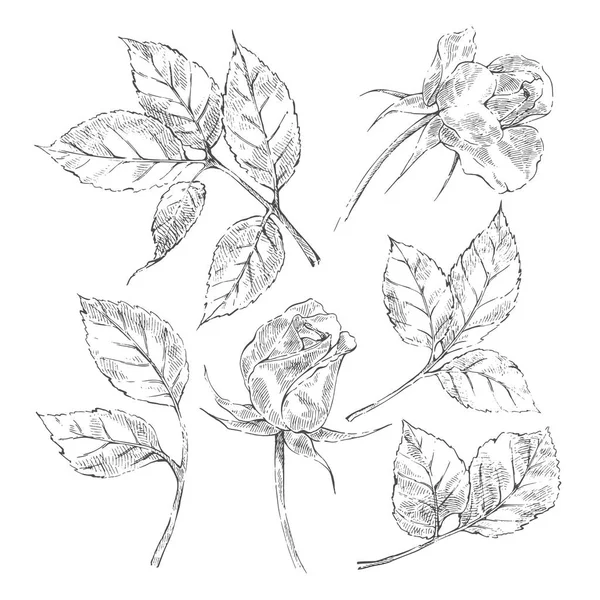 Коллекция роз — стоковый вектор