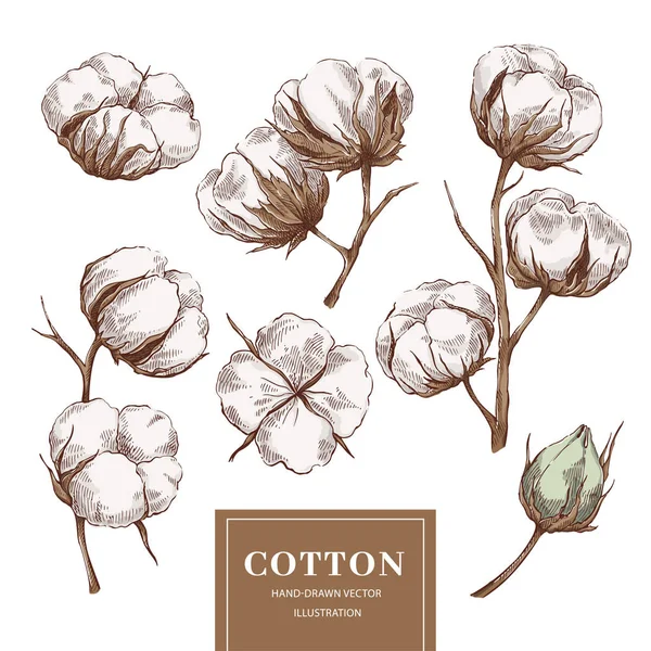 Collection branche de coton — Image vectorielle