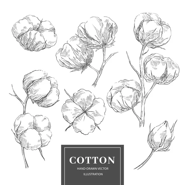 Esquisse de coton collection branche — Image vectorielle