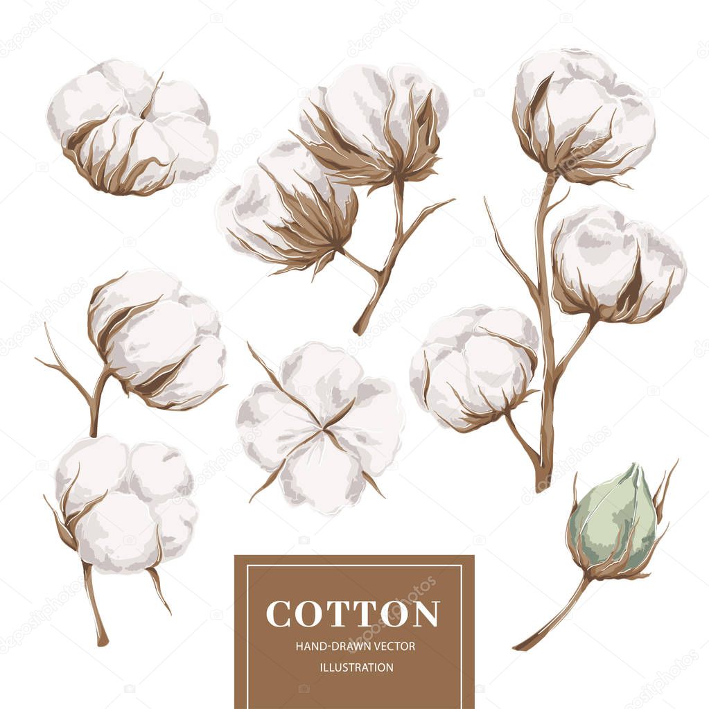 Cotton plant collection
