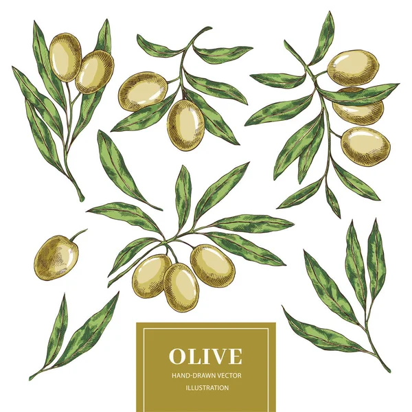 Collection d'éléments d'olivier — Image vectorielle