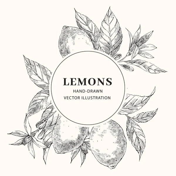 サークル フレーム テンプレートとレモンの手描きのスケッチ — ストックベクタ